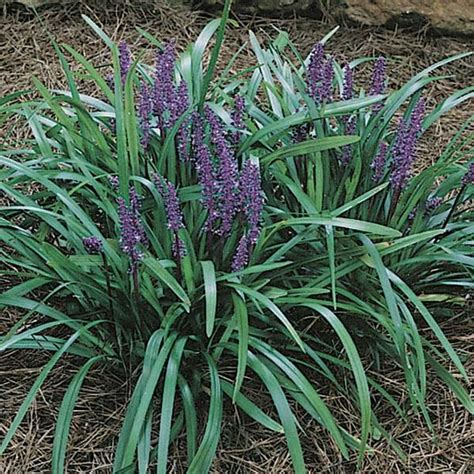 Liriope Muscari Gold Band Gold Band Lily Turf Has Variegated Leaf