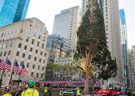 New York Citys 75 Foot Tall Rockefeller Center Christmas Tree Goes Up