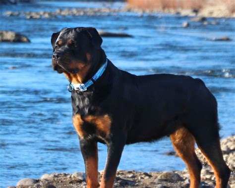 Over 150 Of The Most Unique Tough And Powerful Dog Names For