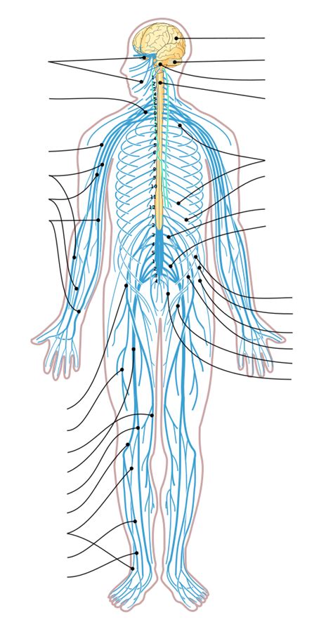 There are about 86 billion nerve cells in the human brain. File:Nervous system diagram arrows.svg - Wikipedia