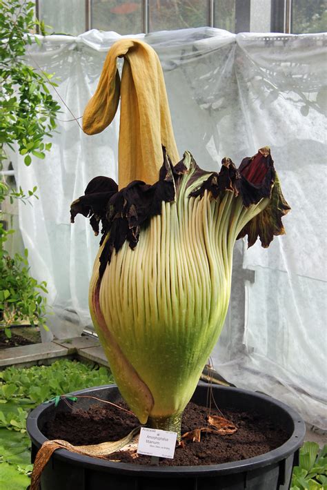 Titanwurz Amorphophallus Titanum Botanischer Garten Flickr