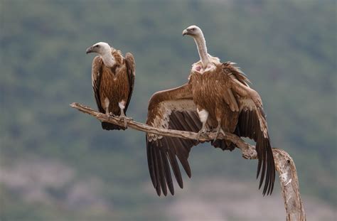 Support The Vultures Rewilding Europe