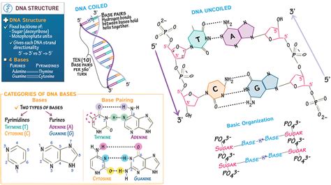 Biochemistry DNA Structure Base Pairing Ditki Medical Biological