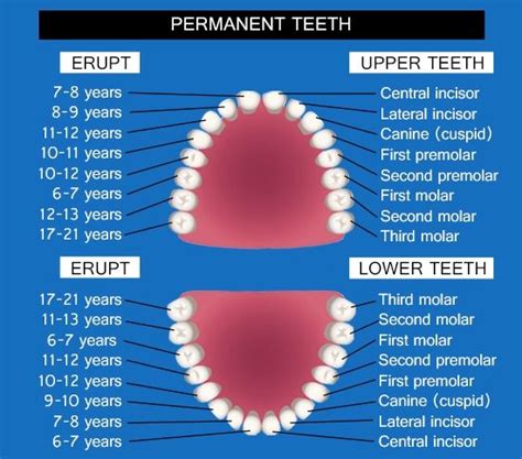 288 Best Diagramatically Speaking Images On Pinterest Anatomy