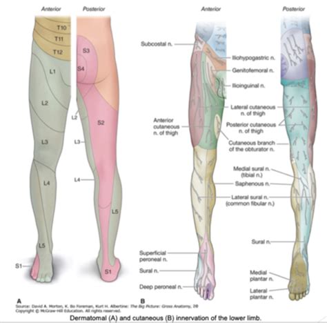 UQ LQ Dermatome Myotomes Reflexes Nerve Roots Flashcards Quizlet