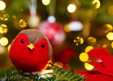Robin On A Christmas Tree Free Stock Photo Public Domain Pictures