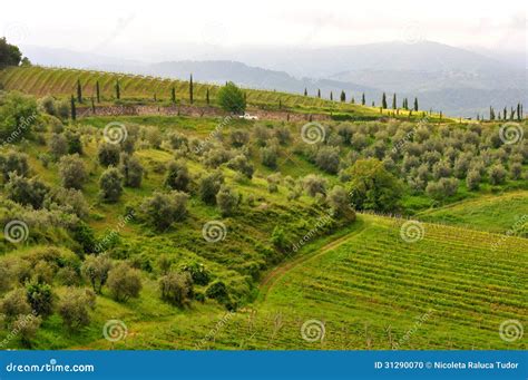 Olive Trees And Vineyards In Tuscany Italy Stock Photo Image 31290070