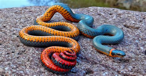 Mini dizide tahar rahim (the mauritanian, yeraltı peygamberi) ve jenna coleman (victoria, doctor who) başrolde. These Colorful Snakes Are Among The Most Beautiful ...