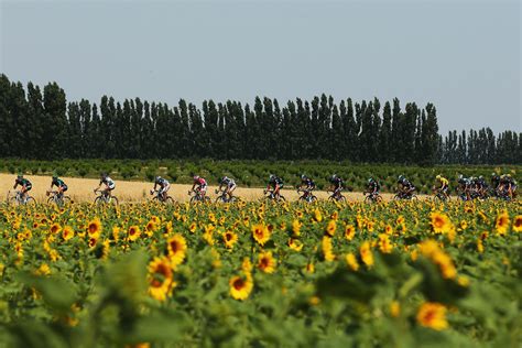 Givors France July 14 The Peloton Rides Past A Field Of Sunflowers