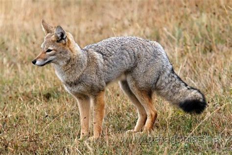 Gray Fox Facts Anatomy Diet Habitat Behavior Animals Time