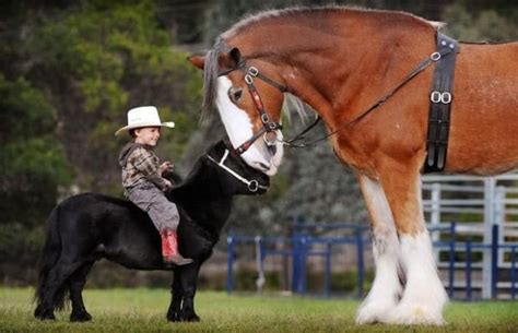 Clydesdale Clydesdale Horses Horses Animals