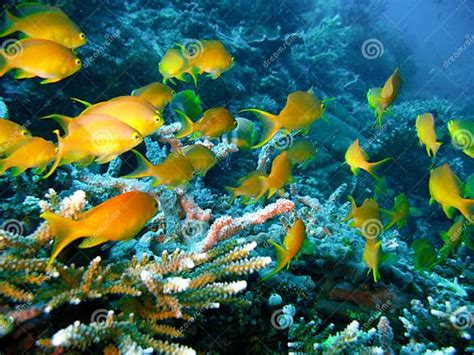 Tropical Coral Reef Fish Stock Image Image Of Color Drift 4489895