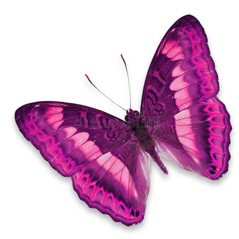 Pink Butterfly Stock Photo Image Of Object Tropical 37183002