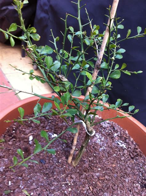 Citrus australasica, the australian finger lime or caviar lime, is a thorny understorey shrub or small tree of lowland subtropical rainforest and rainforest in the coastal border region of queensland and new south wales, australia. After 6: Red Finger Lime - Australian native