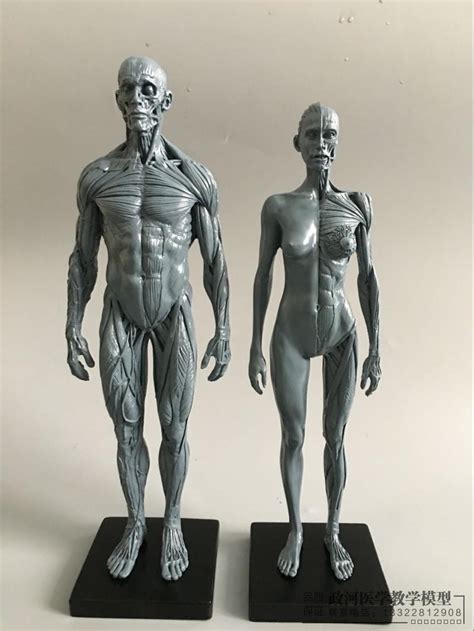Cm Artistic Human Body Musculoskeletal Anatomy Model Human Body Structure CG Painting