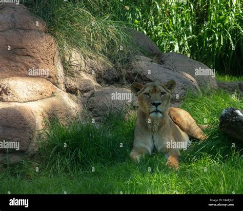 Lion Seen In Perth Zoo On Grass And Between Rocks Western Australia