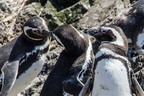 Ancud And Puñihuil Penguin Colony Tour