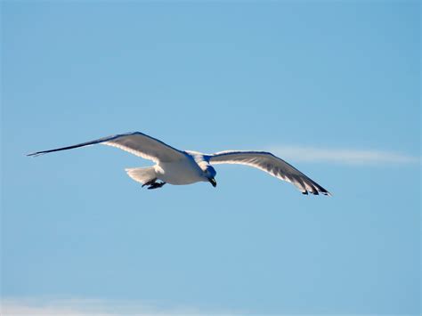 Free Images Coast Bird Wing Sky Seabird Fly Seagull Vehicle