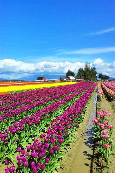 Tulips Galore At Skagit Valley Tulip Festival In Washington With