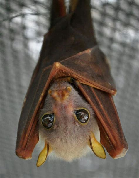 74 Best Bats Images On Pinterest Bats Nature Animals