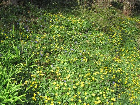 This weed grows in a variety of soils but. Gardening and Gardens: Sweet Little Buttercup... or is it?