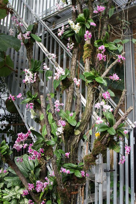 Maybe you would like to learn more about one of these? Orchideenschau 2016 im Botanischen Garten Leipzig - Majas ...