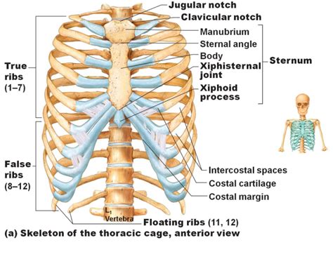 The Bones Of The Thoracic Cage It Is Also Indicates The Different