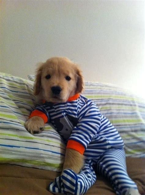 Puppy In A Onesie Cute Animals Puppies In Pajamas Puppies