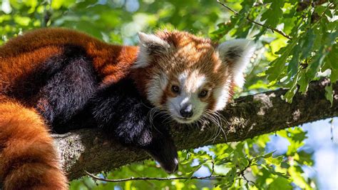 Adorable Female Red Panda From Chester Zoo Set To Mother A New Generation