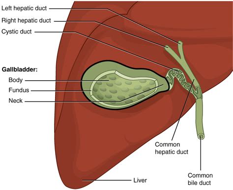 Gallbladder And Biliary Tract Anatomy Concise Medical Knowledge