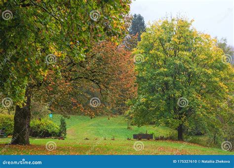 Beautiful Autumn Forest With Different Trees Walking Trail In A