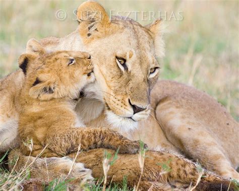 Animal Nursery Baby Lion Kissing Mom Photo Print Mother And
