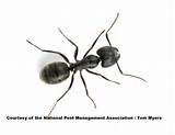 Images of About Carpenter Ants