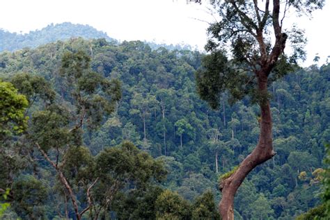 Borneo Hutan Tersisa