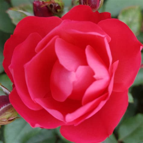 Cherry Bonica Eastcroft Roses