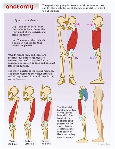 Leg muscle sport trauma and bone pain. Quadriceps | Anatomy reference, Anatomy for artists, Anatomy