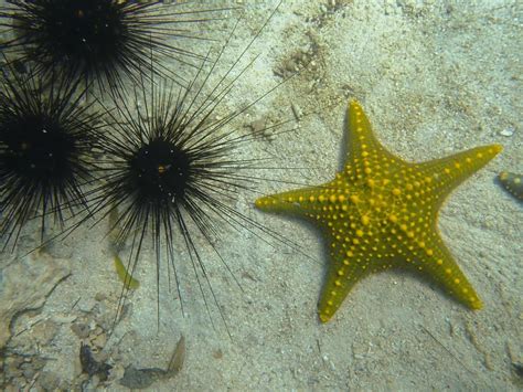 Free Stock Photo Of A Starfish And Sea Urchins In The Sand Download