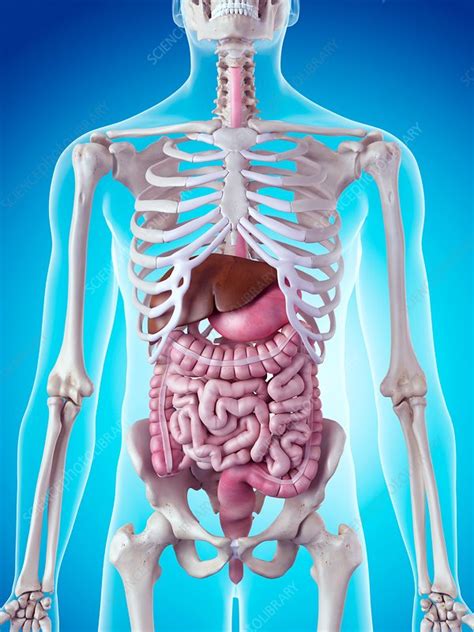 Human Internal Organs Stock Image F0158256 Science Photo Library