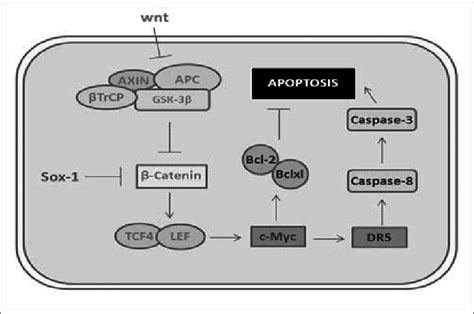 The Signaling Of Catenin Which Through Tcf Enables The Production Download Scientific