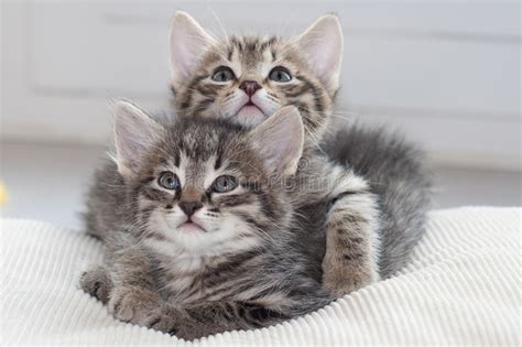 Cute Black And Tabby Kittens Stock Photo Image Of Kittens Colored