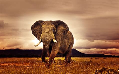 African Safari Desktop Wallpapers Top Free African Safari Desktop