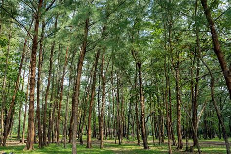 Pine Forest In Laem Son National Park Ranong Thailand 5587553 Stock