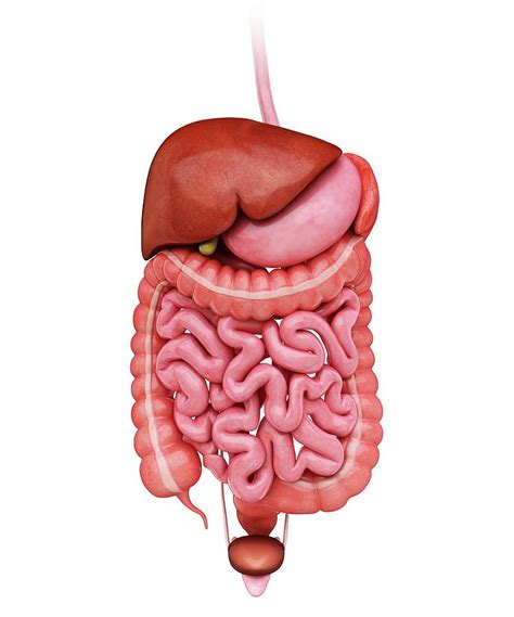 Human Digestive System Photograph By Pixologicstudio Pixels