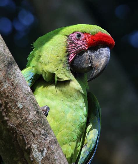 Great Green Macaw World Parrot Trust