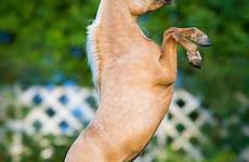 miniature stallion breeds shoshone ponies equestrian источник 000webhostapp traversable