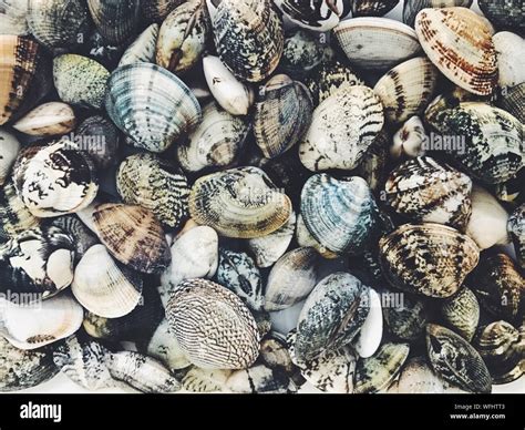 Clam Shells Seafood Hi Res Stock Photography And Images Alamy