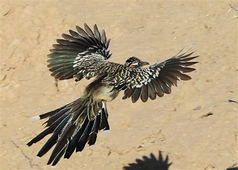 See The Usa Scottsdale Arizona Part 3 Sonoran Desert Birds Chasing