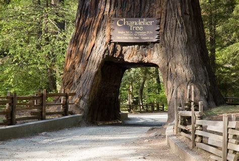 15 Of The Most Remarkable Trees In The United States
