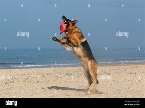 German Shepherd Male Catching Frisbee Beach In Normandy Stock Photo