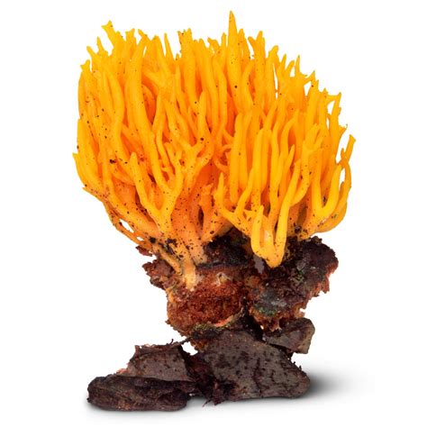 Coral Mushrooms Coral Fungi Facts Dk Find Out